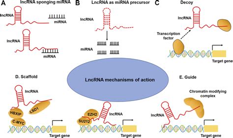 Lncrna Mechanisms Of Action A Lncrnas Can Act As A Sponge To