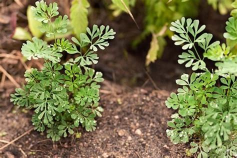 Como Cuidar De Arruda Caracter Sticas Plantio E Dicas Expert