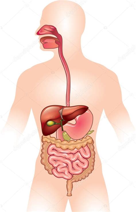 Ilustración Del Vector Del Sistema Digestivo Humano 2022