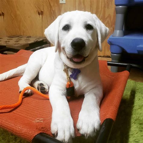 How To Train A Labrador Retriever Puppy To Sit