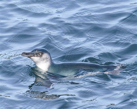 Little Blue Penguin in New Zealand 25933128 Stock Photo at Vecteezy