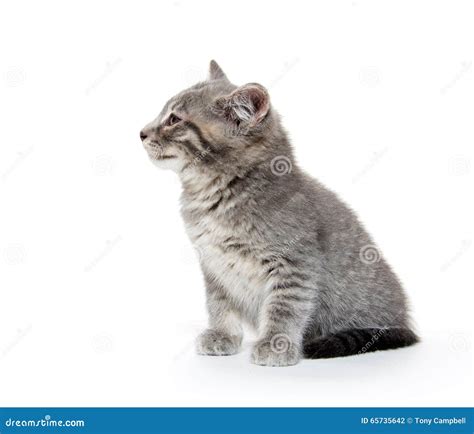 Gatito Gris Lindo Del Gato Atigrado En Blanco Foto De Archivo Imagen