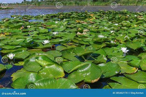 Beautiful White Water Lily Nymphaea Alba Flowers On The Water Surface