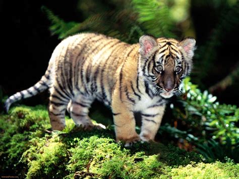 Cute Tiger Cub Wallpapers - Wallpaper Cave