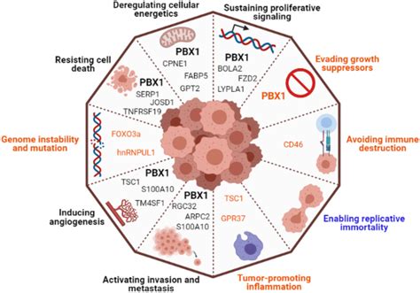 Pbx And The Hallmarks Of Cancer Pbx And Some Of Its Transcriptional