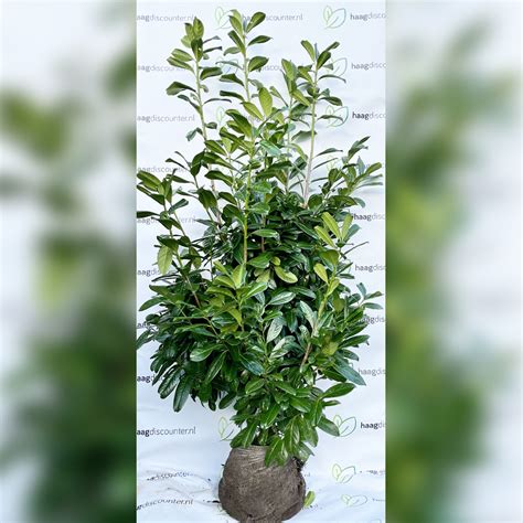 Laurier Novita Prunus Laurocerasus Novita Haagdiscounter Nl