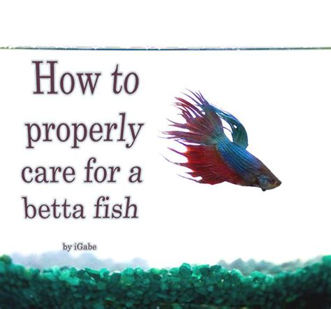 How To Properly Care For A Betta Betta Betta Fish Fish