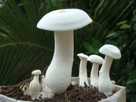 Milky Mushroom Spawn Calocybe Indica At Rs Kg Mushroom Spawn In