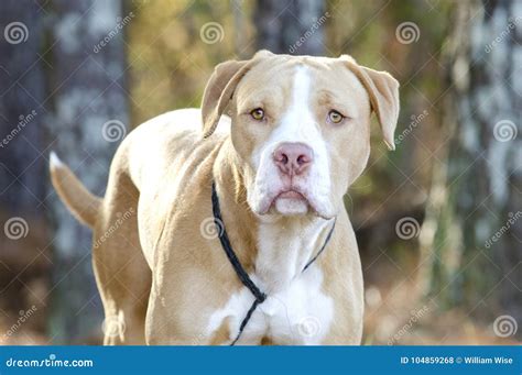 American Bulldog Pitbull Mixed Breed Dog Stock Photo - Image of bulldog, pitbull: 104859268