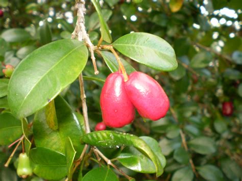 Filesyzygium Australe Fruit1 Wikipedia The Free Encyclopedia