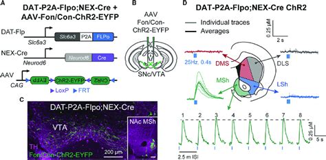 Optogenetic Activation Of DA Release In DAT P2A Flpo NEX Cre Mice A