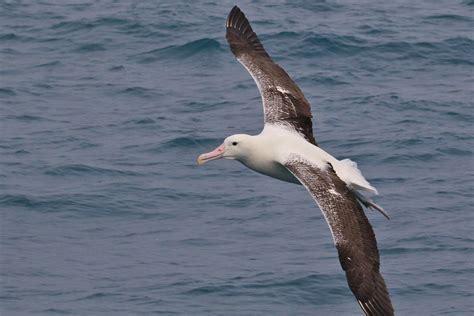 Toroa Southern Royal Albatross Diomedea Epomophora Flickr