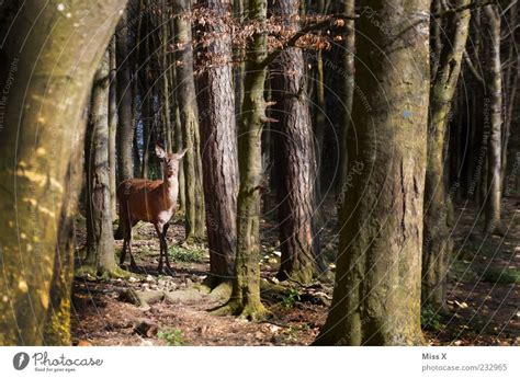 Ein Rehlein Steht Im Walde Ein Lizenzfreies Stock Foto Von Photocase