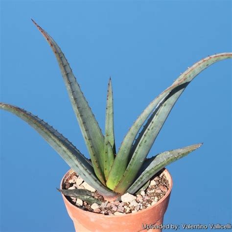 Aloe Wickensii Planting Seeds Planting Flowers Aloe Plant Leaf