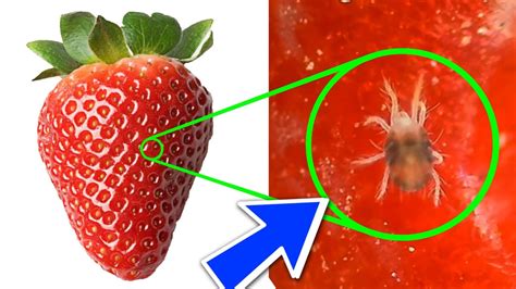 YOU WILL NEVER EAT STRAWBERRIES AGAIN AFTER WATCHING THIS