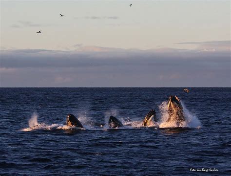 Whale safari in Tromsø with Polar Charter