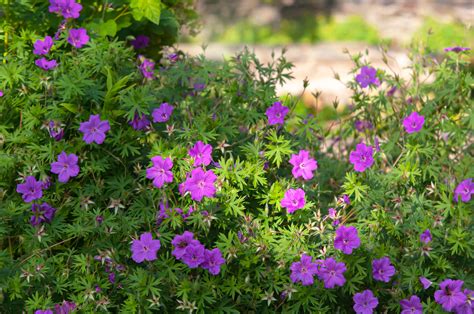 How To Grow And Care For Hardy Geranium Cranesbill Geranium