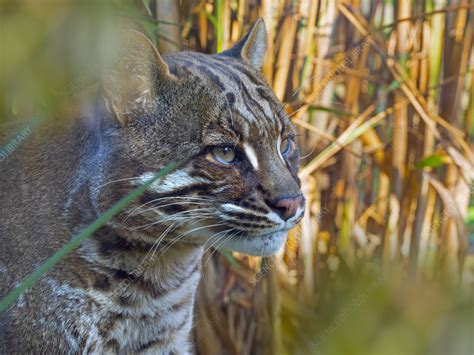 Asian golden cat - Stock Image - F042/6465 - Science Photo Library