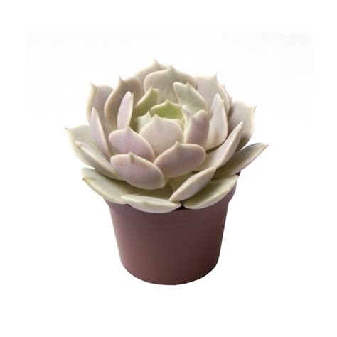 Echeveria Lola 6cm Pot Urban Plant Life