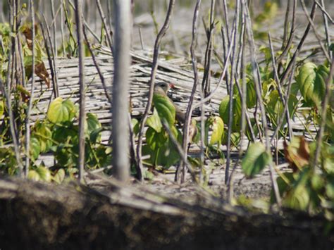 Sindh losing wetlands to pollution, encroachments - Newspaper - DAWN.COM