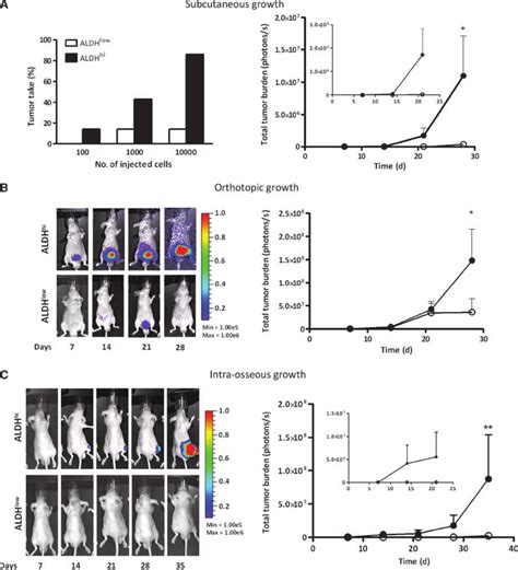 ALDH Hi Cells Show Increased Tumorigenicity In Vivo A Tumor Take