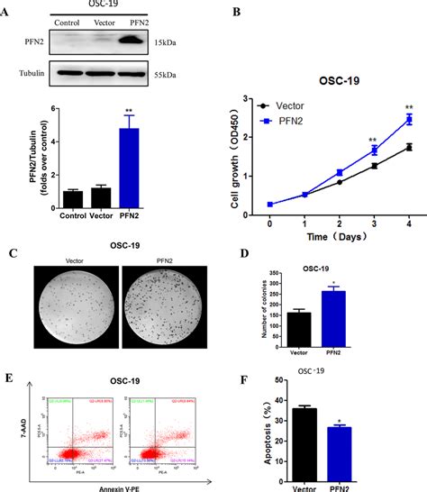 PFN2 Overexpression Promoted Tumor Cell Proliferation And Inhibited