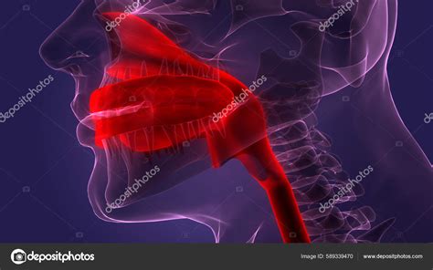 Human Digestive System Mouth Anatomy Stock Photo by ©magicmine 589339470