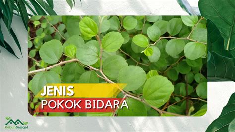 Jenis Pokok Bidara Yang Tak Banyak Orang Tahu Kebun Sejagat