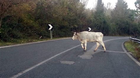 VIESTE Suino Vagante Causa Incidente Per Fortuna Senza Vittime