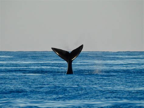 Temporada De Ballenas En Mar Del Plata Citecus