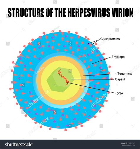 Structure Herpes Virus Basic Medical Education Stock Vector Royalty