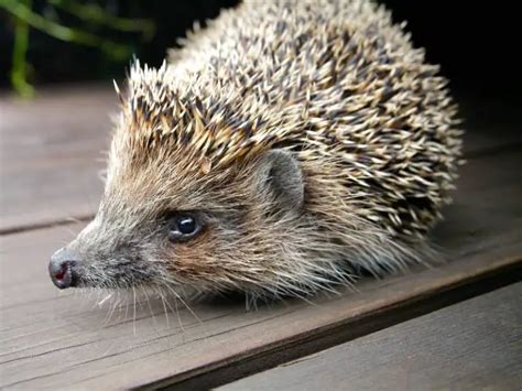 K Nnen Igel Gut Sehen