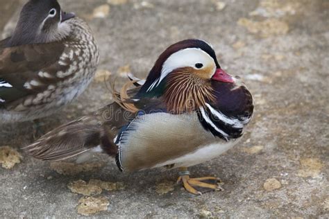 Mandarin duck couple stock photo. Image of graceful - 240397124