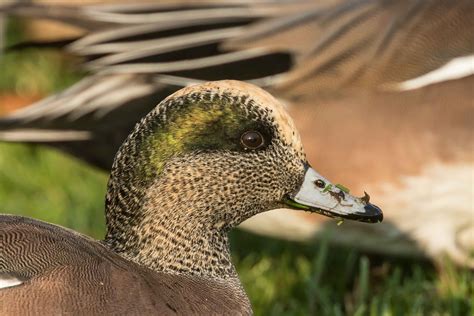 American Wigeon | BirdNote