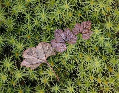 Three Leaves Macro Close Up Critiques Nature Photographers Network