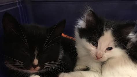 Kittens Abandoned At Tea Tree Plaza Rspca Want To Identify Suspects