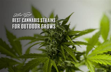 Best Outdoor Weed Strains - Stoner Things