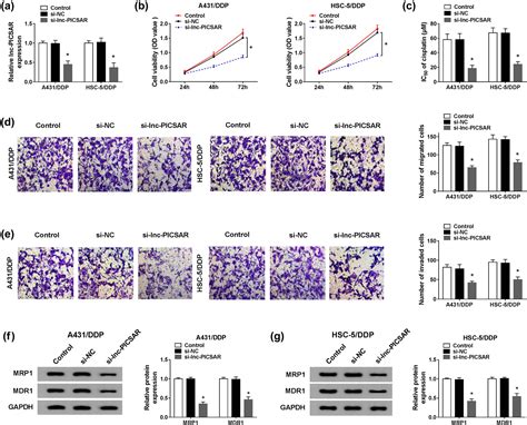 Lnc Picsar Contributes To Cisplatin Resistance By Mir 485 5prev3l Axis