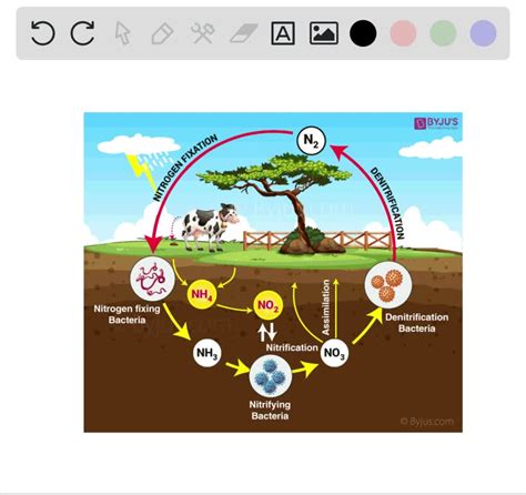 SOLVED In The Nitrogen Cycle Gaseous Nitrogen Is Converted To Ammonia