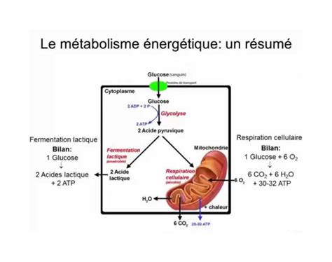 L ATP dans le métabolisme du tissu musculaire et des organes NHA