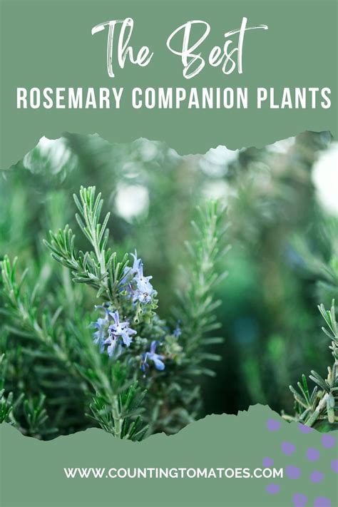 Best Companion Plants To Grow With Rosemary Artofit