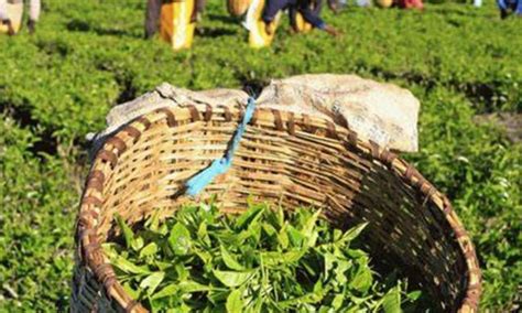 Assam Tea Producers Get Higher Prices In 2024