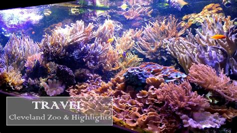 Travel Cleveland Zoo Aquariums And Highlights Youtube