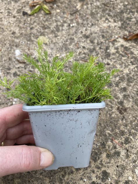 Chamomile nobilis Chamomile in 7cm pot - Image 3