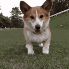 So Excited Dog GIF - So Excited Dog Corgi - Discover & Share GIFs