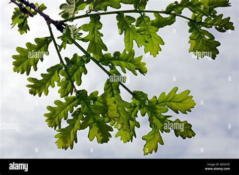 English Oak Quercus Robur Leaves In Spring Belgium Stock Photo Alamy