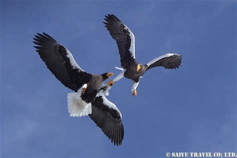 Steller S Sea Eagle Wildlife Of Japansaiyu Travel