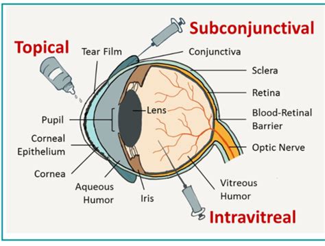 PHARMACEUTICS 1 OPHTHALMIC PREPARATIONS Flashcards Quizlet