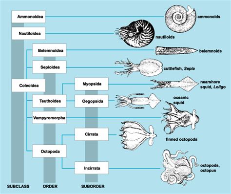 Cephalopod Life Cycle