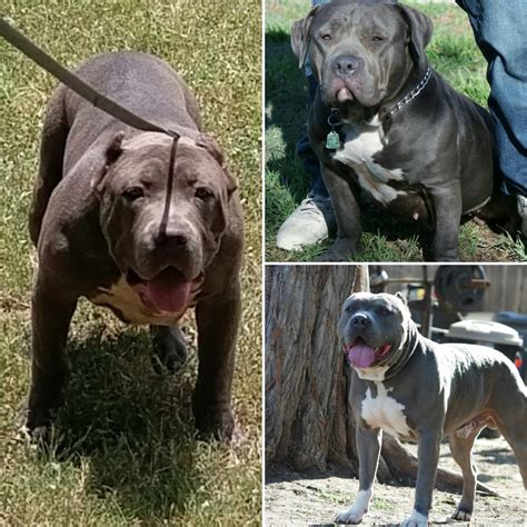 American Pit Bull Terrier Puppies For Sale | Austin, TX #223061